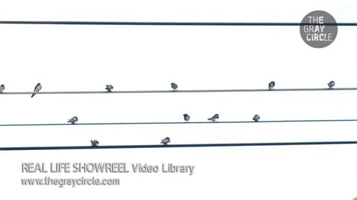 REAL LIFE SHOWREEL Video Library 2